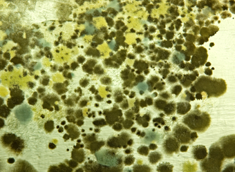 Mold spores floating through the air