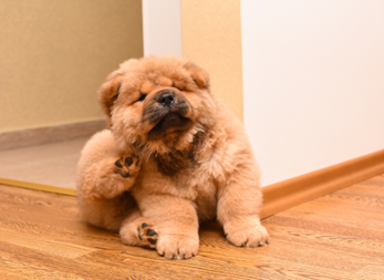 A chow chow puppy kicking behind its ear